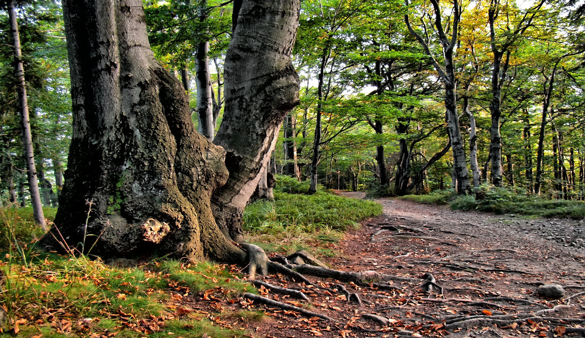 beeches-3634507_1920