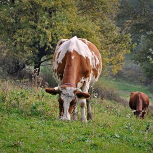 cow-3732105_1280