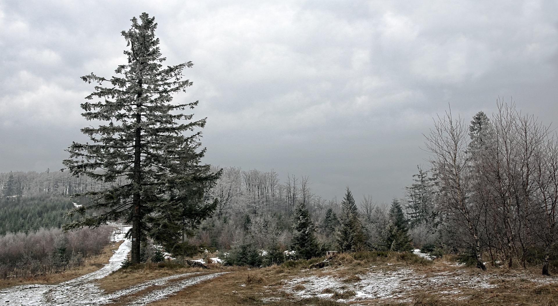 forest-2155750_1920