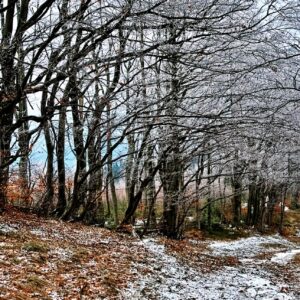 forest-2155751_1280