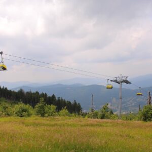 forest-4345931_1280