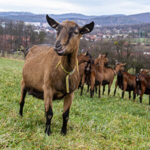 goats-6922870_1280