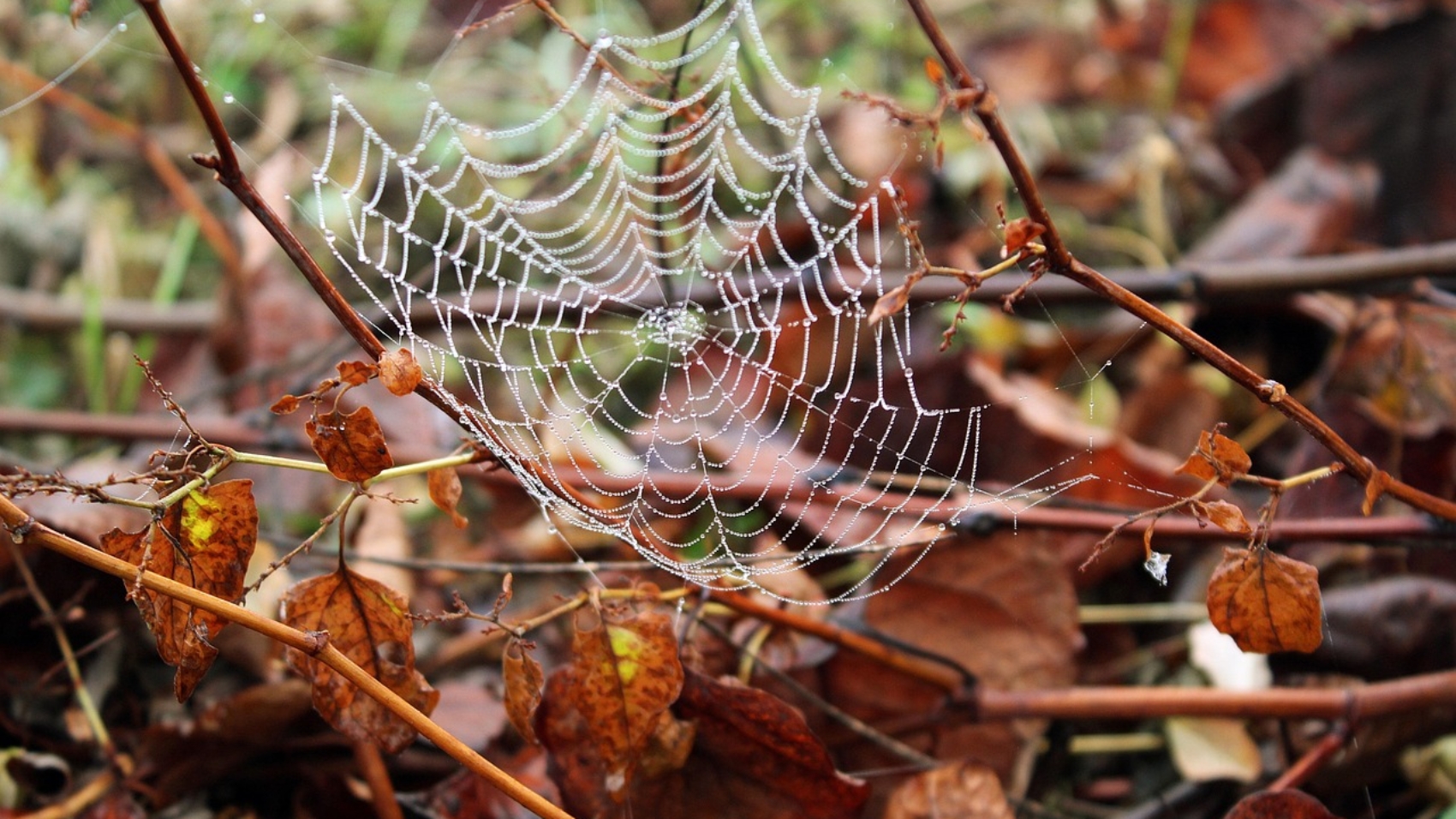 web-7588613_1280